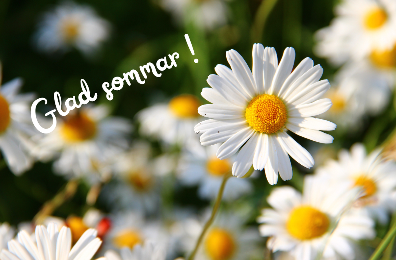 Glad sommar